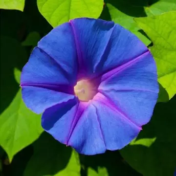 Morning glory is a beautiful flower