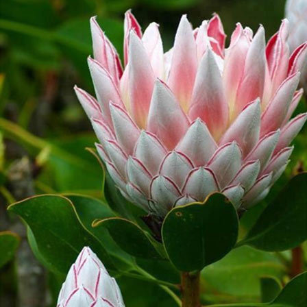 Proteas is a beautiful flower