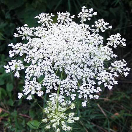 Queen Anne lace is a beautiful flower