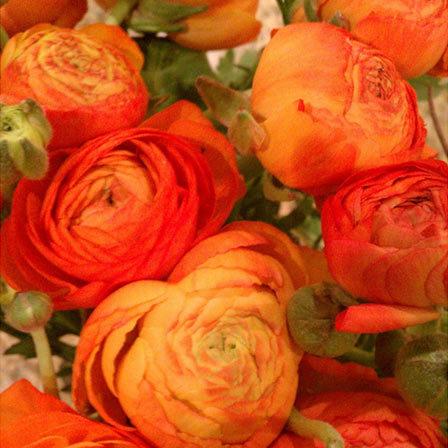 Ranunculus is a beautiful flower