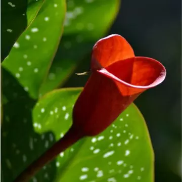 Red calla lily is a perfect gifting option for your partner