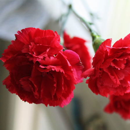 fiori di garofano rosso