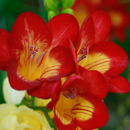 flores de frésia vermelha