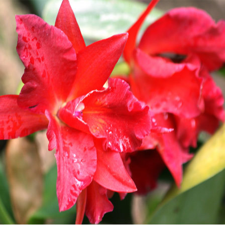 fiori di orchidee rosse