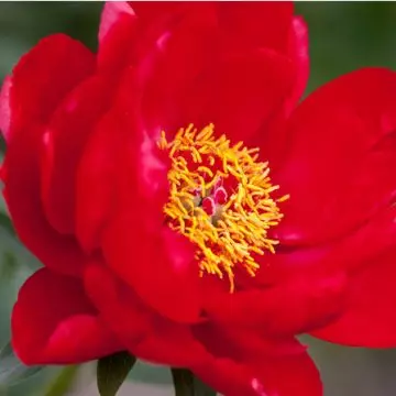 Red peony flowers embody romance