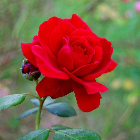 27 Most Beautiful Red Flowers