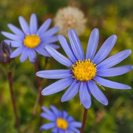 Blue fringed daisy is a symbol of simplicity and appreciation