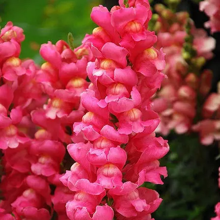 Snapdragon is a beautiful flower
