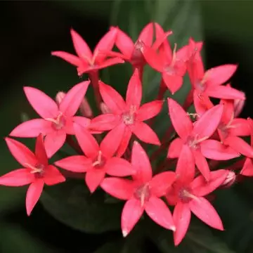 Star cluster is a five-petal flower with a sweet smell