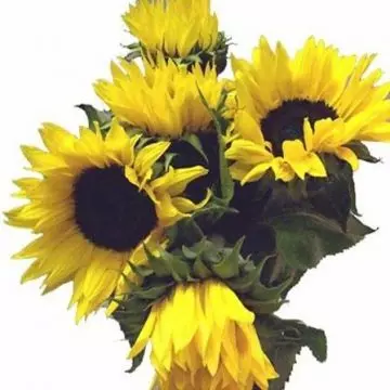 Sunflower is a beautiful flower
