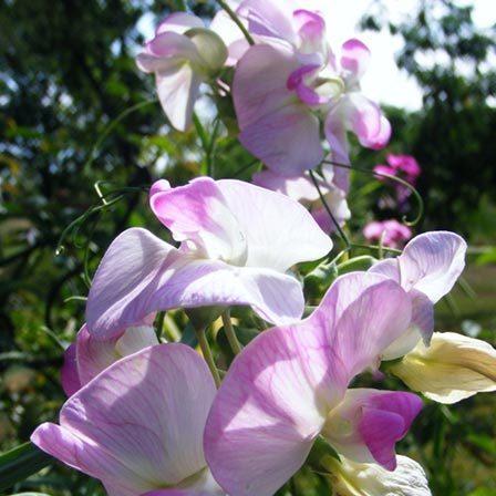 Sweet pea is a beautiful flower