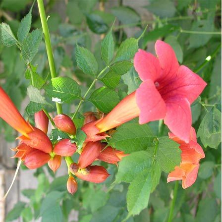 fiore di tromba rampicante