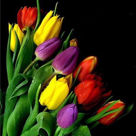 Tulip is a beautiful flower