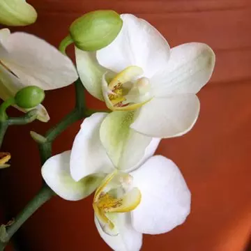 White orchids are considered rarest flowers