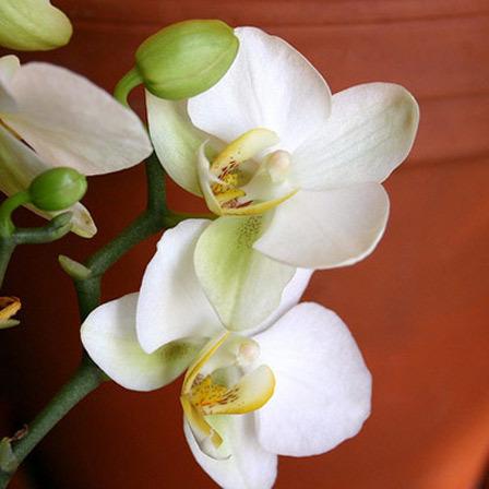 flor de lírio branco