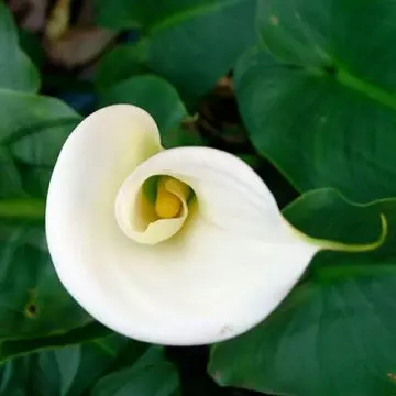 White calla lily has trumpet-like shape and signifies victory