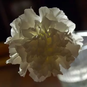 White carnations symbolize love and innocence
