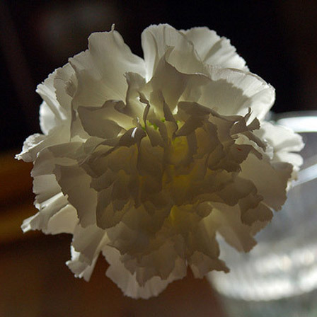 flores de cravo brancas