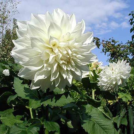 fiore di dalia bianco