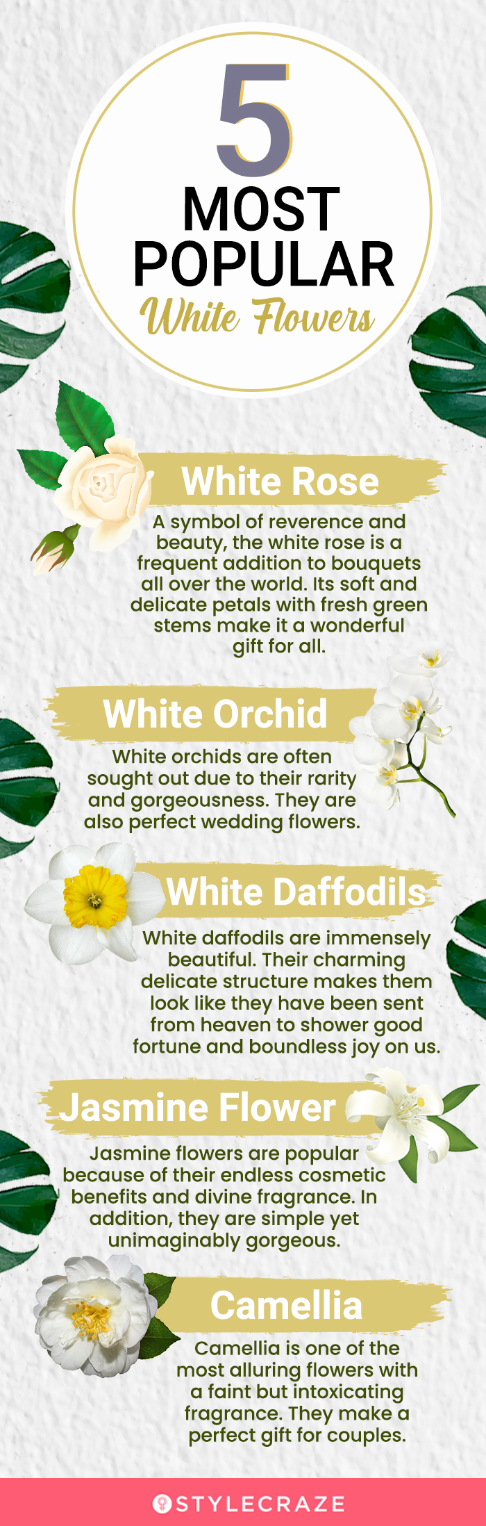 5 most popular white flowers (infographic)