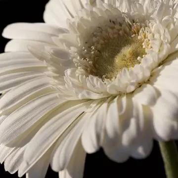 White gerbera daisies stand for beauty and sentimental clarity