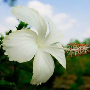 White hibiscus flowers have decorative and healing purposes