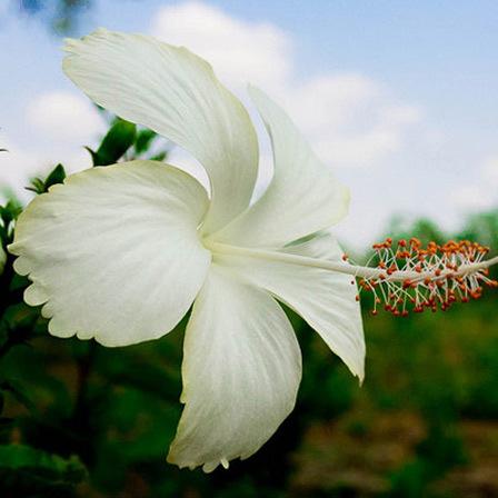 flores de hibisco branco