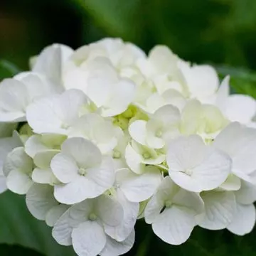 White hydrangea flowers are best suited for gardens