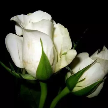 White roses stand for purity and spirituality