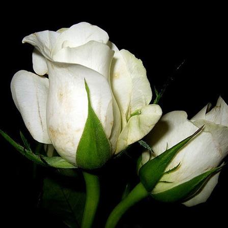 Top 25 Most Beautiful White Flowers