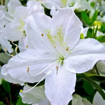 White lilies symbolize purity and virginity