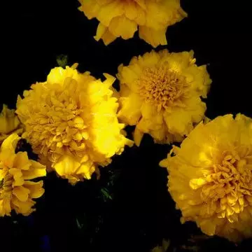Yellow carnation flower