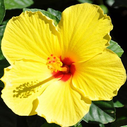 Yellow hibiscus