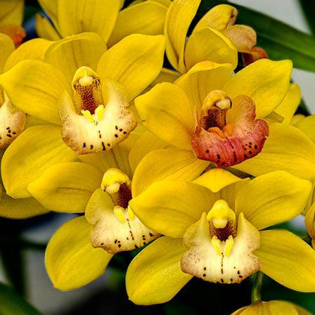 Yellow orchids