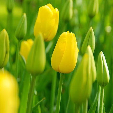 Yellow tulips