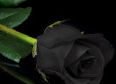 7 Most Beautiful Black Roses In The World