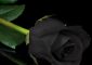7 Most Beautiful Black Roses In The W...