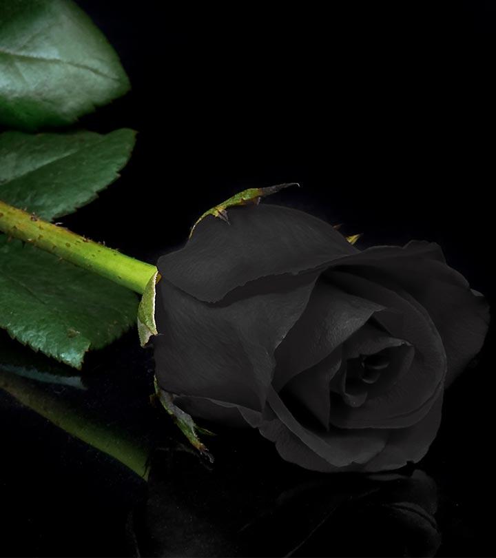 7 Most Beautiful Black Roses In The World