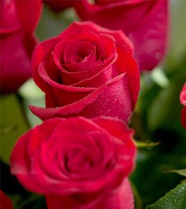 Top 25 Most Beautiful Red Roses - Flo...