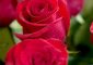 Top 25 Most Beautiful Red Roses