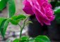 25 Most Beautiful Pink Roses Varieties In The World