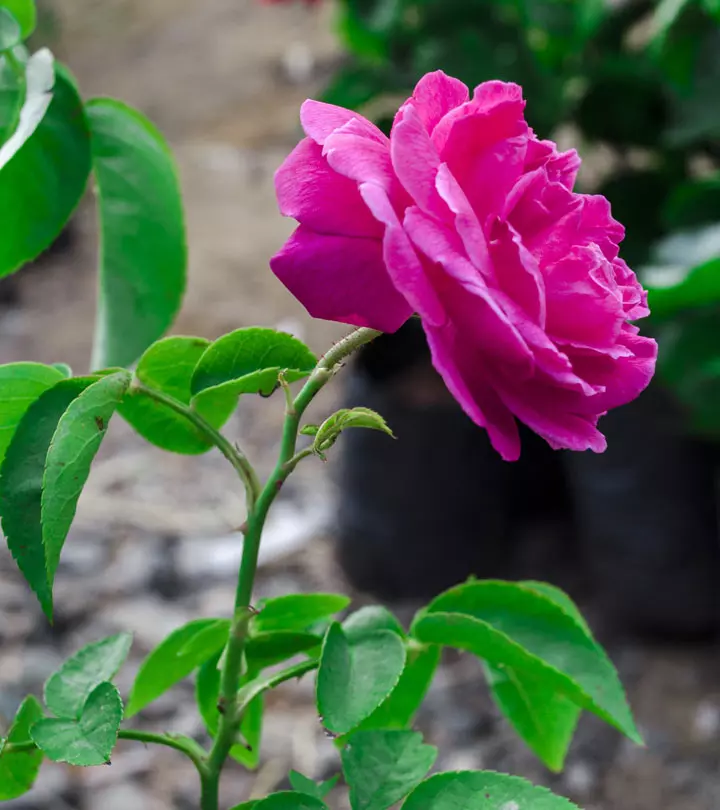 27 Most Beautiful Pink Roses Varieties In The World