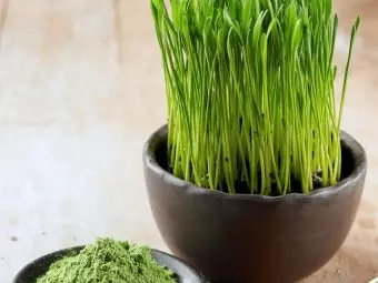 14 Health Benefits Of Wheatgrass, Nutrition, & Side Effects