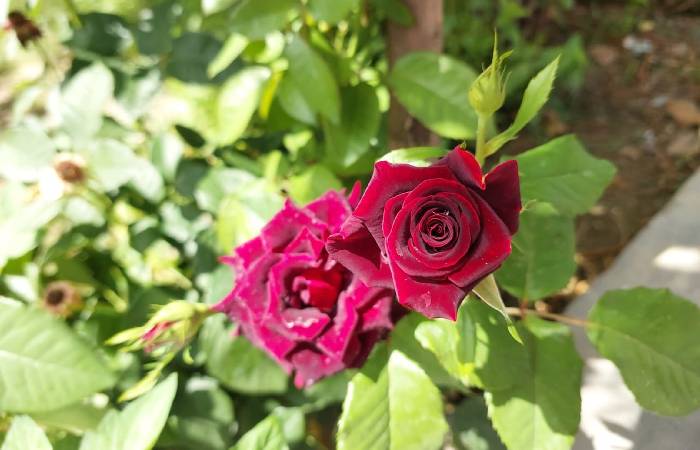 Black velvet rose flower is one of the most beautiful black roses