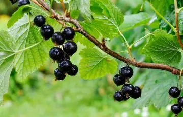 Brief overview of blackcurrants