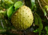 6 Benefits Of Soursop Leaves, How To Use, And Side Effects