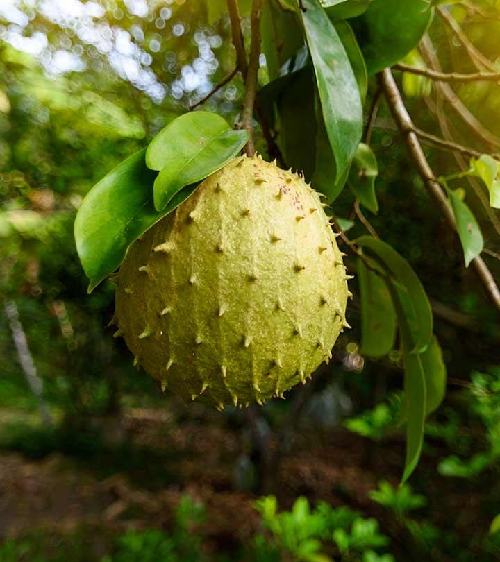  Soursop Leaves  Benefits Nutrition And Side Effects