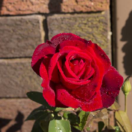 Chrysler imperial rose