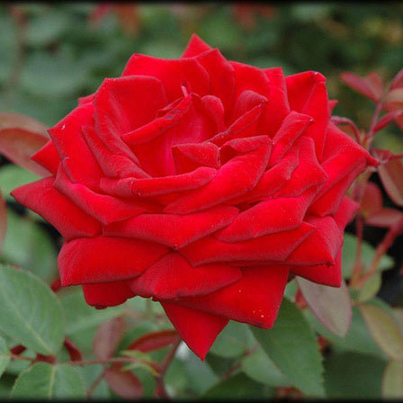 Kashmir easy elegance is a beautiful red rose
