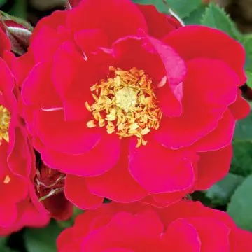 George Vancouver is a beautiful red rose